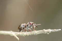 Ropalidia revolutionalis