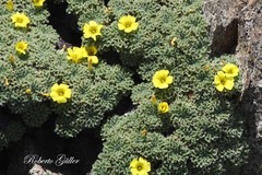 Oxalis erythrorrhiza