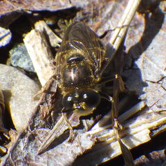 Microdon manitobensis