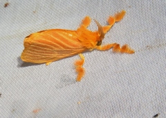 Dalceridae