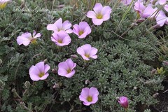 Oxalis enneaphylla