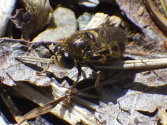 Microdon manitobensis