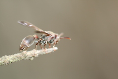 Ropalidia revolutionalis