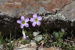 Oxalis trollii