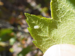 Cacopsylla annulata
