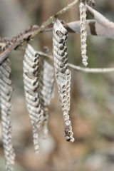 Ropalidia revolutionalis