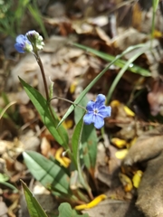 Omphalodes nitida