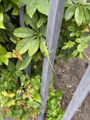 Anolis carolinensis