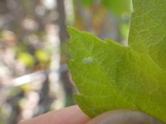 Cacopsylla annulata