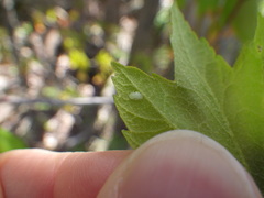 Cacopsylla annulata