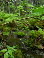 Poa saltuensis