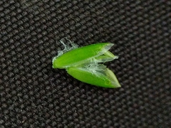 Poa saltuensis