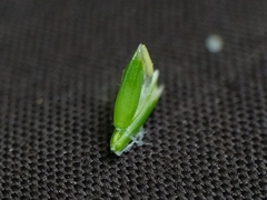 Poa saltuensis