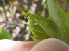 Cacopsylla annulata