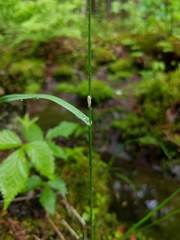 Poa saltuensis