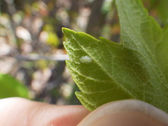 Cacopsylla annulata