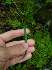 Poa saltuensis