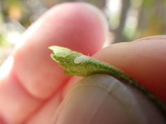 Cacopsylla annulata