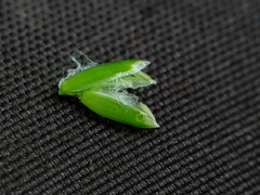 Poa saltuensis