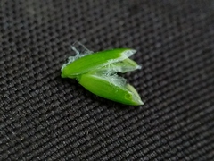 Poa saltuensis