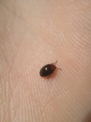 Scaphidema metallicum