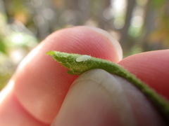 Cacopsylla annulata