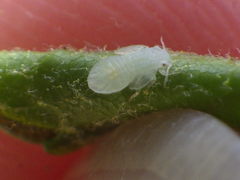 Cacopsylla annulata
