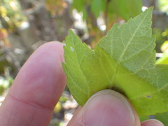 Cacopsylla annulata
