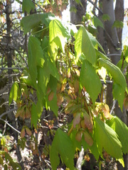 Cacopsylla annulata