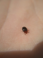 Scaphidema metallicum