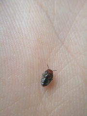 Scaphidema metallicum