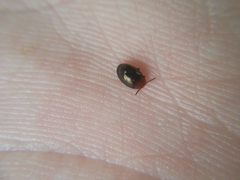 Scaphidema metallicum