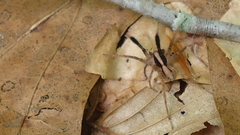 Schizocosa crassipes