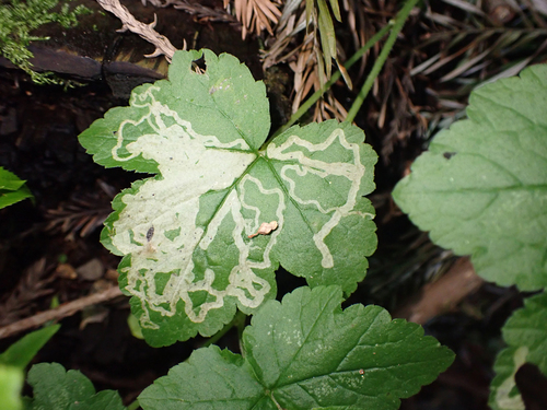 Leaf Miner Fly