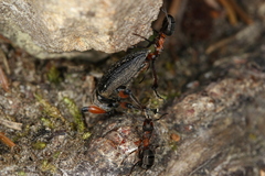 Formica rufa