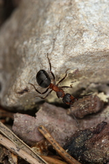 Formica rufa