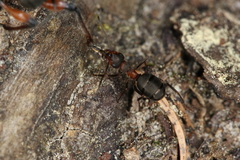 Formica rufa