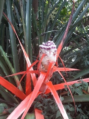 Bromelia balansae