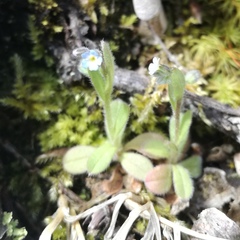 Myosotis ramosissima