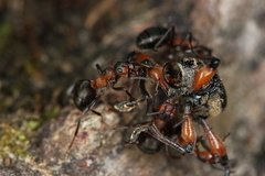 Formica rufa