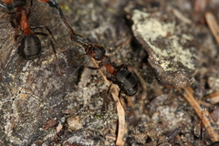 Formica rufa