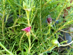 Portulaca grandiflora