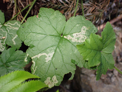 Phytomyza tiarellae