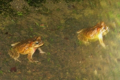 Incilius porteri