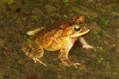 Incilius porteri