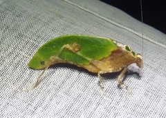 Pycnopalpa bicordata