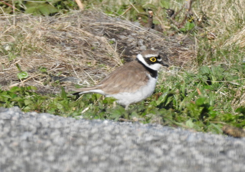 Thinornis dubius
