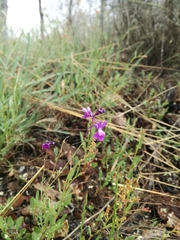 Linaria elegans