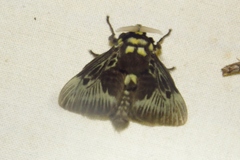 Megalopyge albicollis superba
