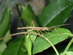 Anisomorpha